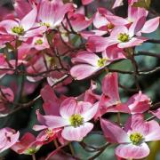 pink dogwood