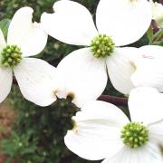 white dogwood