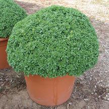 Herb-Aristotle Basil