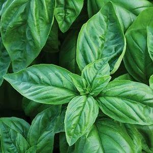Herb-Large Leaf Italian Basil