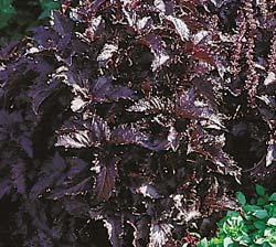 Herb-Purple Ruffle Basil