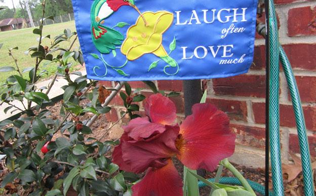 bearded, iris, plant, bulbs, louisiana, nursery,