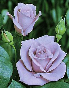 Rose-Blue Moon