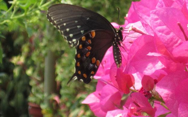 bouganvilla, plant, tropical, louisiana, nursery