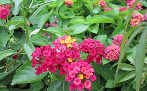 carlos, lantana, plant, louisiana, perennials, nursry
