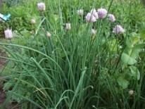 Herb-Onion Chives