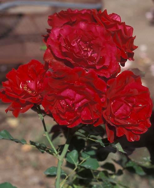 Rose-Climbing Don Juan