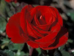 Roses-Crimson Bouquet