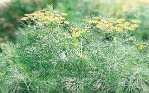 Herb-Fernleaf Dill