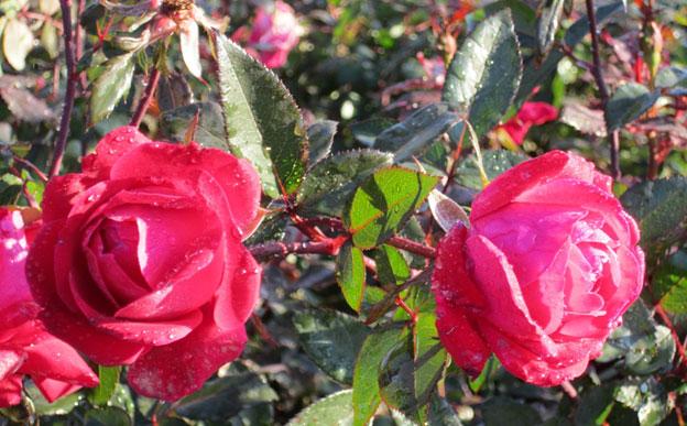 double red knock out rose, rose, roses, plant, louisiana, nursery