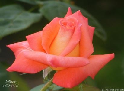 Rose-Folklore