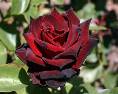 Roses-Ink Spots
