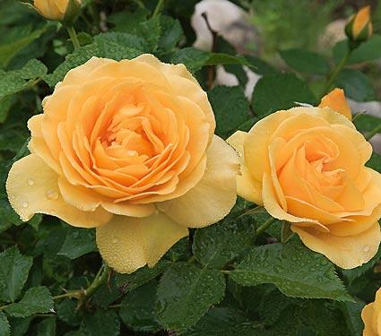 Rose-Julia Child