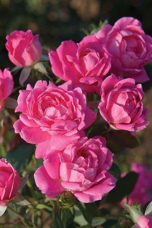 Roses-Knockout Double Pink