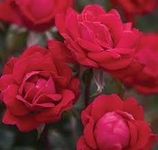 Rose- Double Red Knockout
