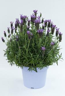 Herb-Grand Purple Lavender