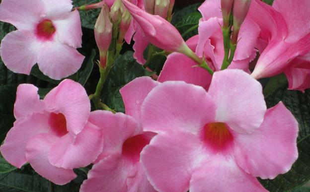 mandevilla, plant, louisiana, nursery, tropicals