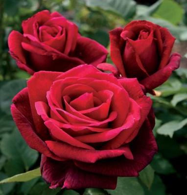 Roses-Mr. Lincoln