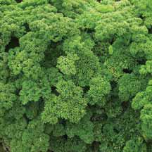 Herb-Afrodite Parsley