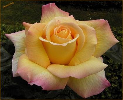 Rose-Peace