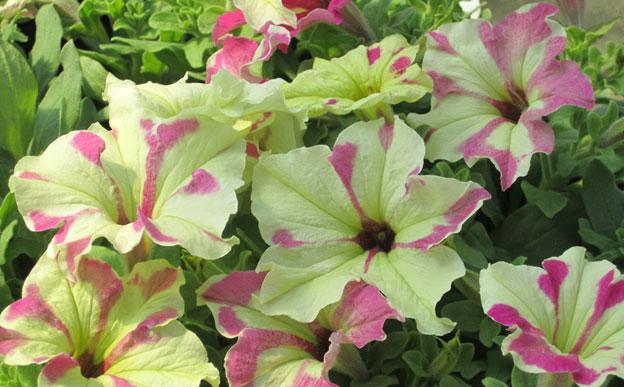 petunias, annuals, louisiana, nursery, plants