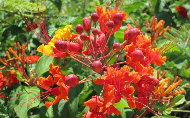 pride, barbados, plant, perennials, louisiana, nursery