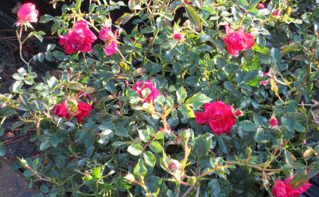 Red Drift Rose, plant, rose, roses, louisiana, nursery