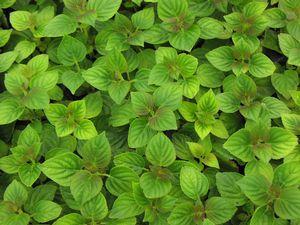 Herb-Tangerine Scarlet Sage