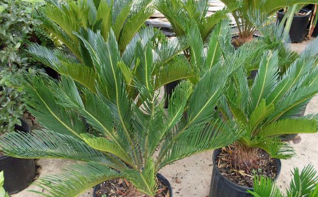 sago palm, plants, louisiana, nursery