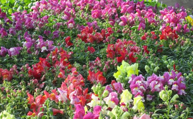 snapdragons, snap dragons, annuals, louisiana, nursery, plants