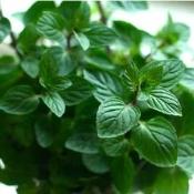 Herb-Spanish Spearmint