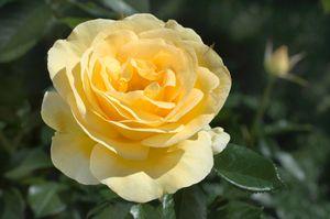Rose-Sunshine Daydream