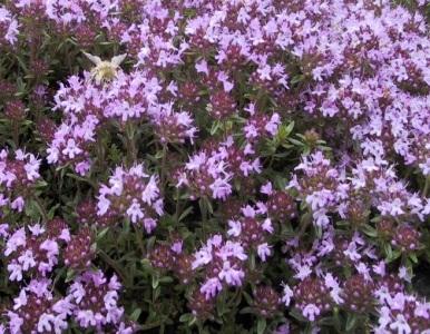 Herb-Wild Thyme