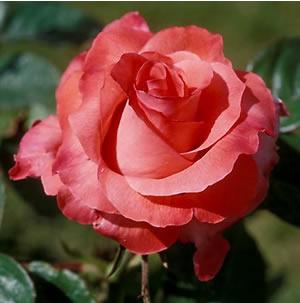 Rose-Touch of Class