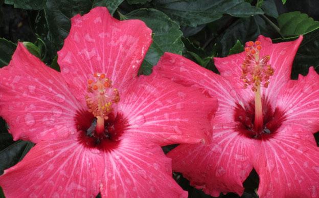 tropical, hibiscus, plant, tropicals, nursery, louisiana