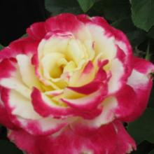 double delight rose, louisiana, plant, rose, roses, nursery