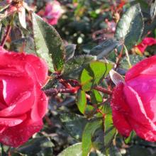 double red knock out rose, rose, roses, plant, louisiana, nursery