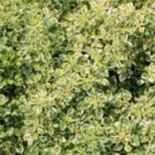Herb-Variegated Oregano