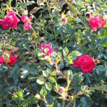 Red Drift Rose, plant, rose, roses, louisiana, nursery