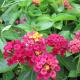 carlos, lantana, plant, louisiana, perennials, nursry