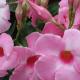 mandevilla, plant, louisiana, nursery, tropicals