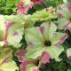 petunias, annuals, louisiana, nursery, plants
