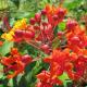 pride, barbados, plant, perennials, louisiana, nursery