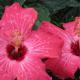 tropical, hibiscus, plant, tropicals, nursery, louisiana