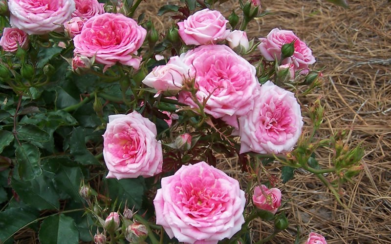 Garden Roses Page 3 | Louisiana Nursery
