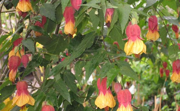 abutilon, plant, tropical, louisiana, nursery