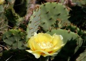 cactus 'cold hardy'