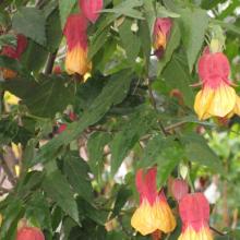 abutilon, plant, tropical, louisiana, nursery