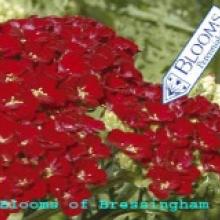 achillea pmegranate