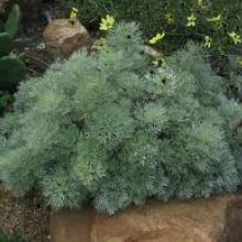 artemisia 'silver mound'